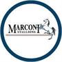 Marconi Stallions FC U20